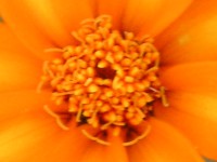 ホソバヒャクニチソウ〔細葉百日草〕の花（写真）